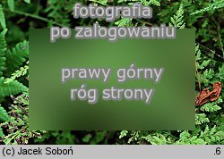 Cystopteris alpina (paprotnica krÃ³lewska)