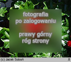 Pelargonium peltatum hort. (pelargonia bluszczolistna)