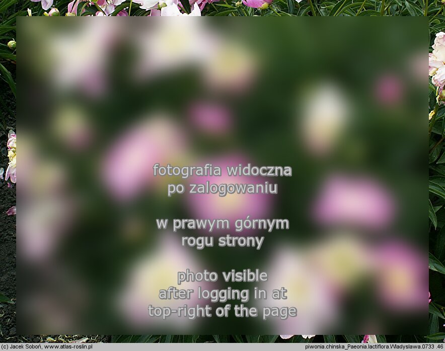 Paeonia lactiflora ‘Władysława’