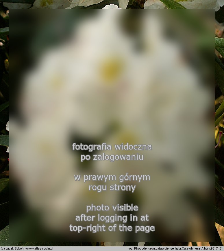 Rhododendron Catawbiense Album
