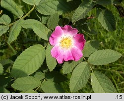 Rosa villosa