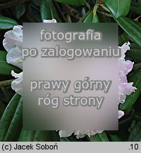 Rhododendron Oberschlesien