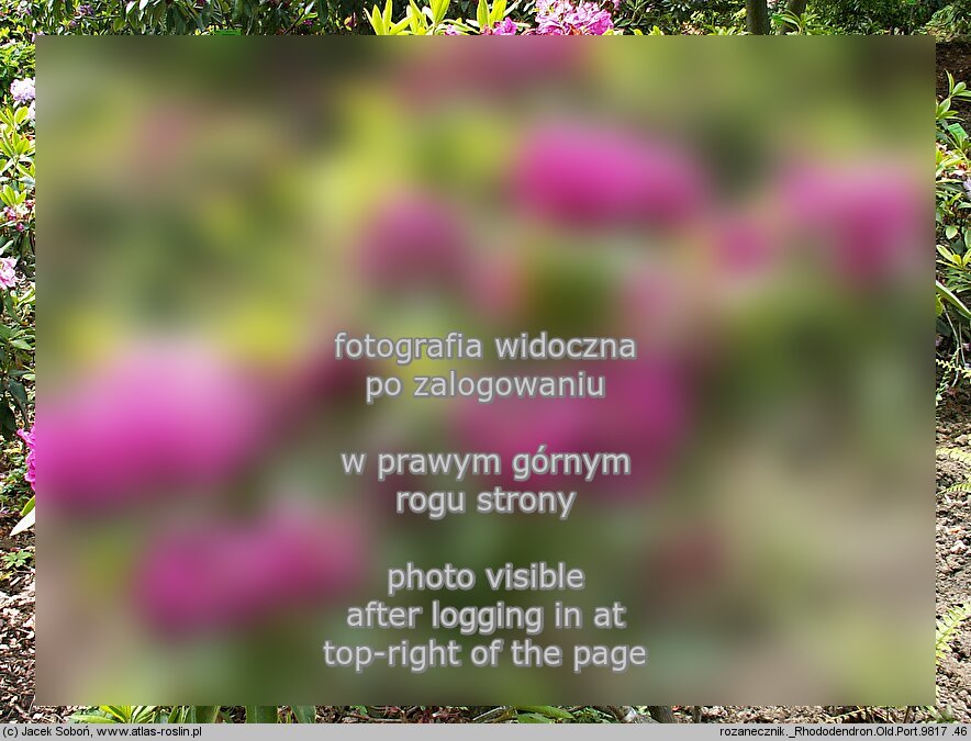 Rhododendron â€˜Old Portâ€™
