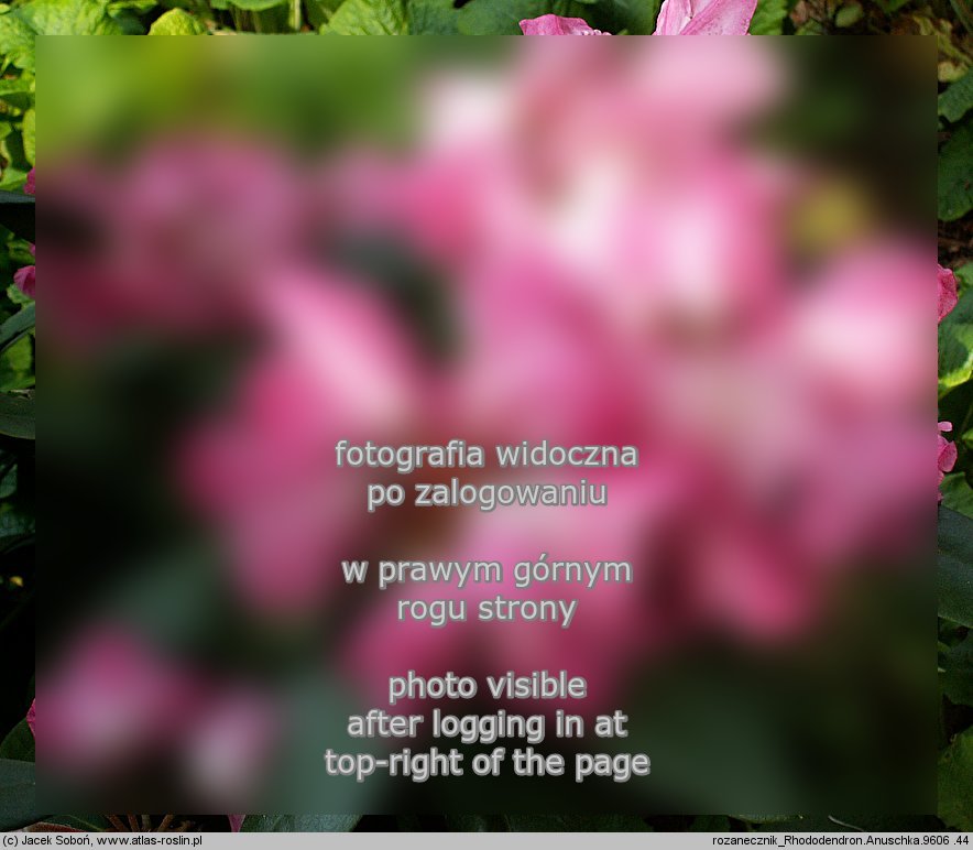 Rhododendron â€˜Anuschkaâ€™