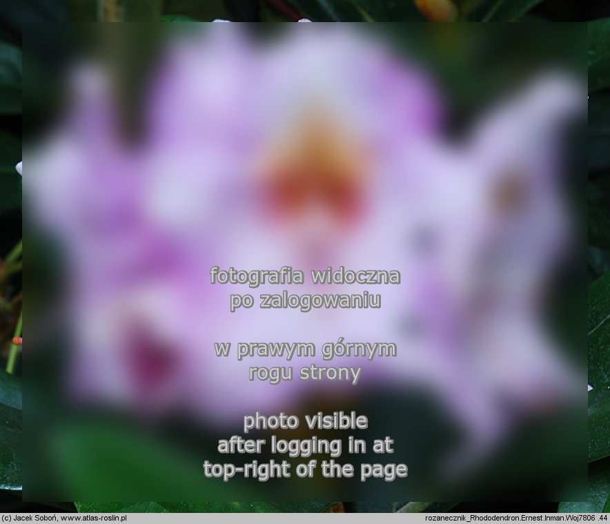 Rhododendron â€˜Ernest Inmanâ€™