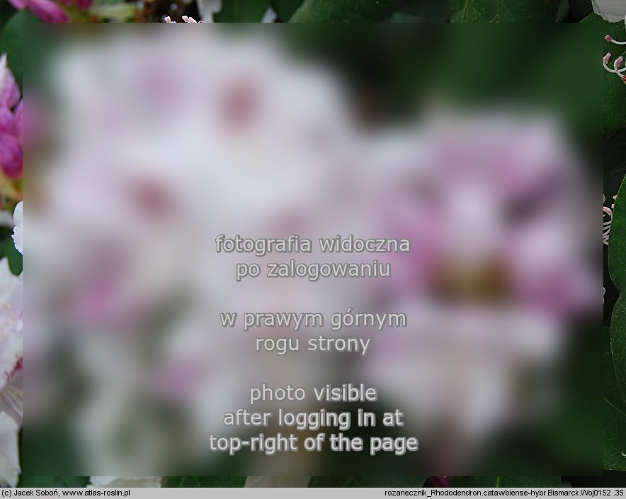 Rhododendron â€˜Bismarckâ€™