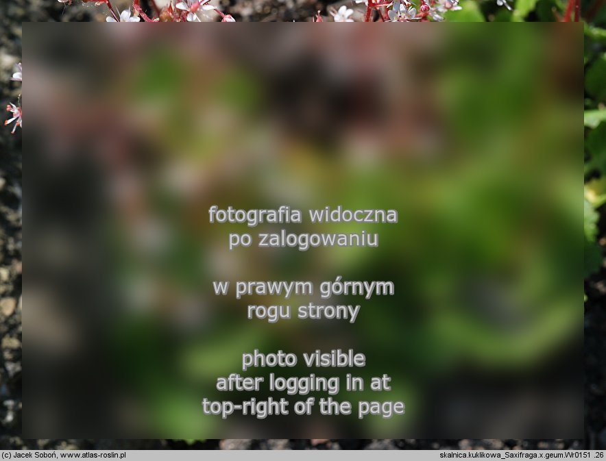 Saxifraga ×geum (skalnica kuklikowa)
