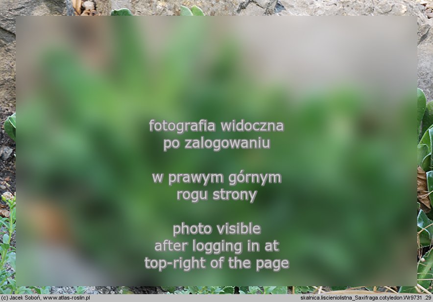 Saxifraga cotyledon (skalnica liścieniolistna)