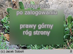 Saxifraga cotyledon (skalnica liścieniolistna)