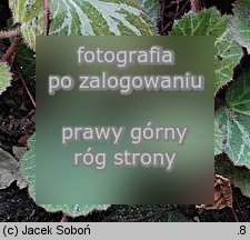 Saxifraga stolonifera (skalnica rozłogowa)