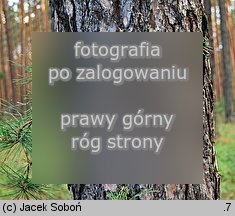 Pinus rigida (sosna smołowa)