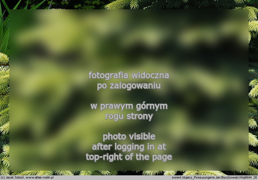 Picea pungens ‘Jan Byczkowski’