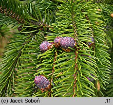 Picea abies (świerk pospolity)