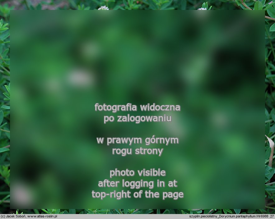 Dorycnium pentaphyllum (szyplin pięciolistny)
