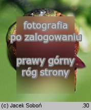 Scrophularia scopolii (trędownik omszony)