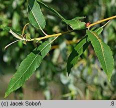 Salix eriocephala (wierzba amerykanka)