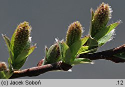Salix myrtilloides (wierzba borówkolistna)