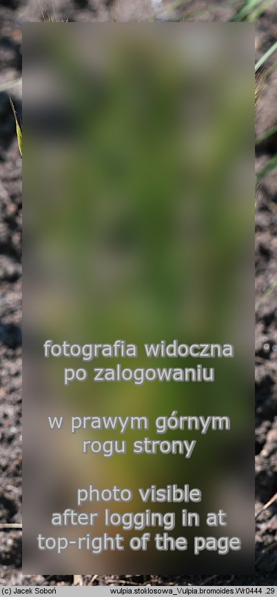 Vulpia bromoides (wulpia stokÅ‚osowata)