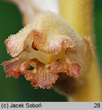 Orobanche caryophyllacea (zaraza przytuliowa)