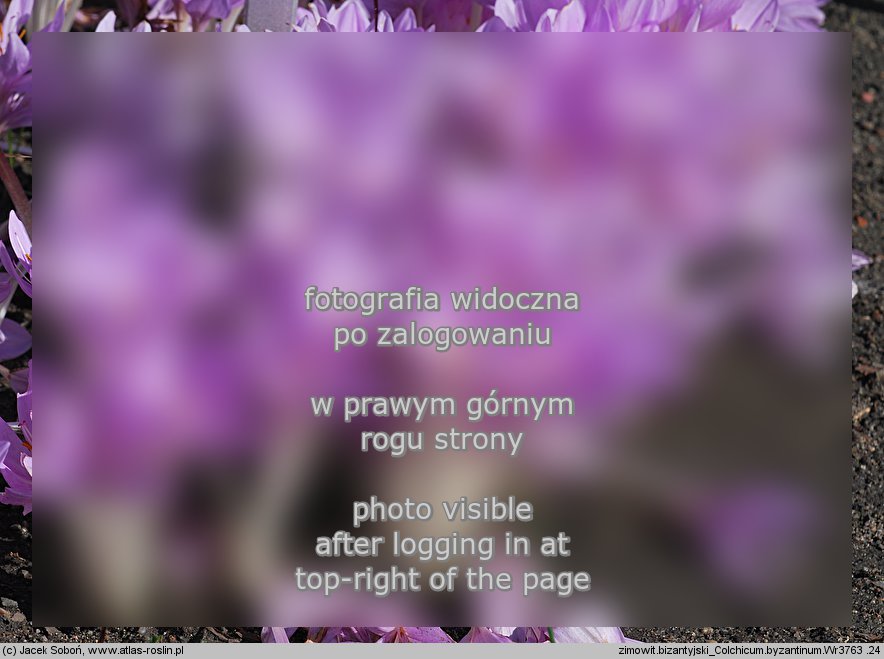 Colchicum ×byzantinum (zimowit bizantyjski)