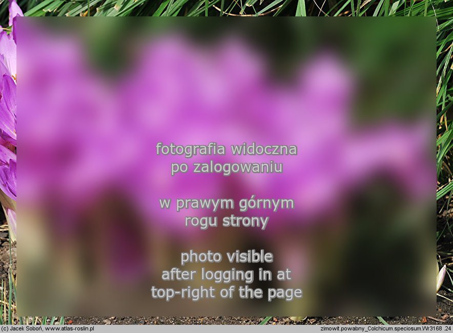 Colchicum speciosum (zimowit powabny)