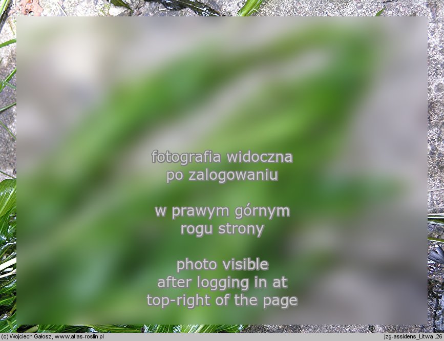 Potamogeton ×assidens (rdestnica bezogonkowa)