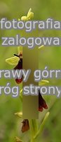 Ophrys insectifera (dwulistnik muszy)