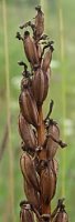 Orchis militaris (storczyk kukawka)