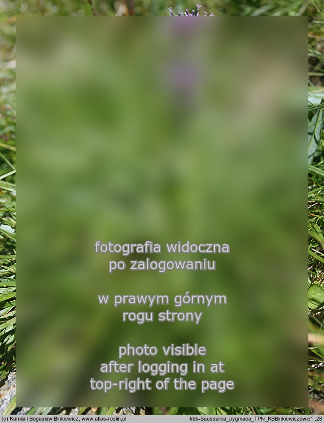 Saussurea pygmaea (saussurea wielkogłowa)
