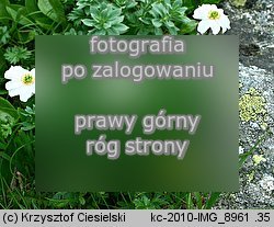 Callianthemum coriandrifolium (rutewnik jaskrowaty)