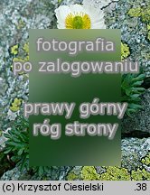 Ranunculus glacialis (jaskier lodnikowy)