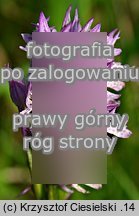 Orchis tridentata (storczyk trójzębny)