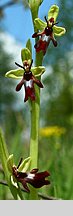 Ophrys insectifera (dwulistnik muszy)