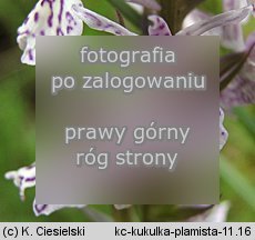 Dactylorhiza maculata ssp. maculata (kukuÅ‚ka plamista typowa)
