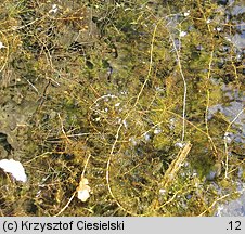 Utricularia australis (pływacz zachodni)