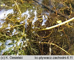 Utricularia australis (pływacz zachodni)