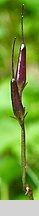 Soldanella carpatica (urdzik karpacki)