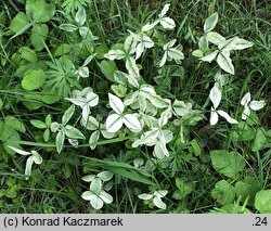 Trifolium pratense (koniczyna łąkowa)