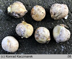 Allium sphaerocephalon (czosnek gÅ‚Ã³wkowaty)