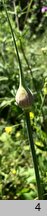 Allium ampeloprasum (czosnek dziki)
