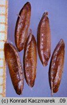 Bromus secalinus (stokłosa żytnia)