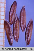 Bromus secalinus (stokłosa żytnia)