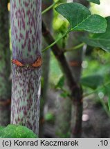 Reynoutria japonica (rdestowiec ostrokoÅ„czysty)