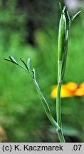 Pimpinella saxifraga ssp. saxifraga (biedrzeniec mniejszy typowy)
