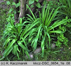 Hemerocallis fulva (liliowiec rdzawy)