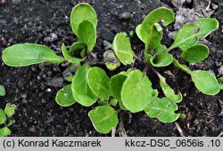 Eruca vesicaria ssp. sativa (rokietta siewna)