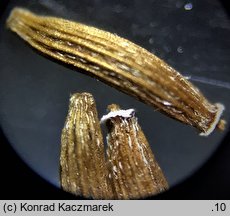Erechtites hieracifolia (erechtites jastrzębcowaty)