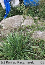 Festuca arundinacea (kostrzewa trzcinowata)
