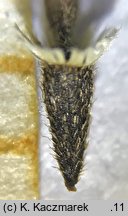 Galinsoga ciliata (Å¼Ã³Å‚tlica owÅ‚osiona)