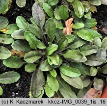 Lepidium campestre (pieprzyca polna)